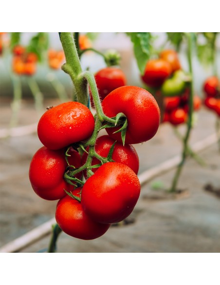 JENISE F1, 500 sem. -  seminte Tomate