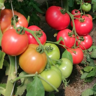 HTP-11 F1 - seminte Tomate roz