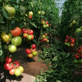 HTP-11 F1 - seminte Tomate roz 2
