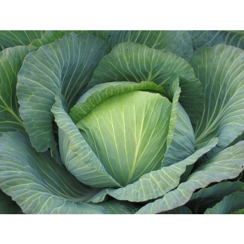 BURTON F1 - seminte Varza