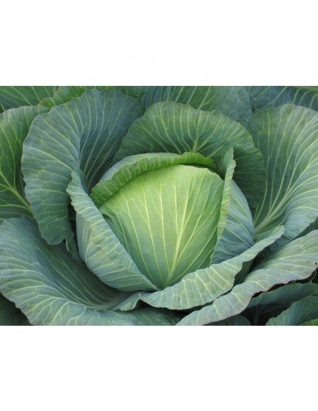 BURTON F1 - seminte Varza