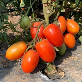 GALILEA F1, 5.000 sem. -... 2