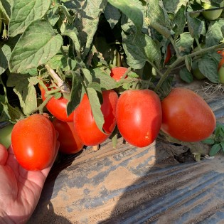 GALILEA F1, 5.000 sem. -...