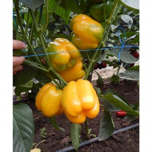 INSIGNIA F1, 100 sem. -... 2