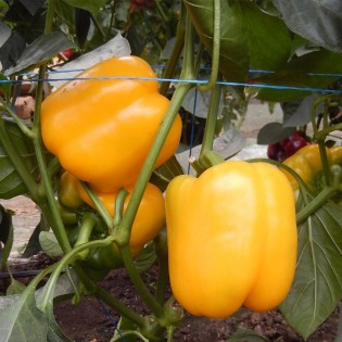 INSIGNIA F1, 100 sem. -...