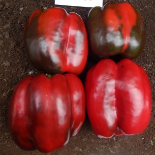 PATROL F1, 100 sem. -...