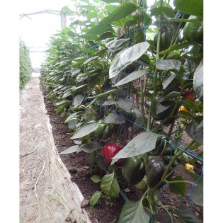 PATROL F1, 100 sem. -... 2