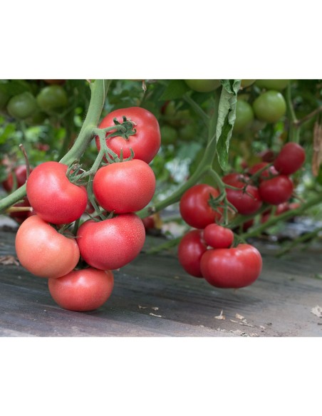 ROZY F1, 500 sem. - seminte Tomate roz (V)