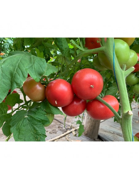 ROZY F1, 500 sem. - seminte Tomate roz (V)