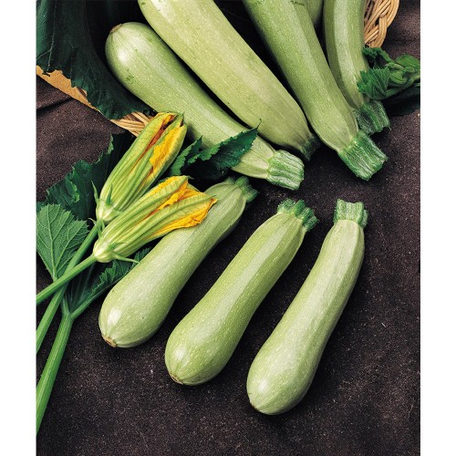 EZRA F1 - seminte Dovlecei