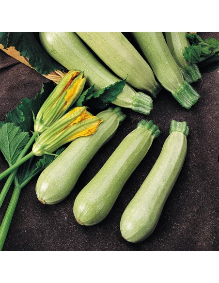 EZRA F1 - seminte Dovlecei