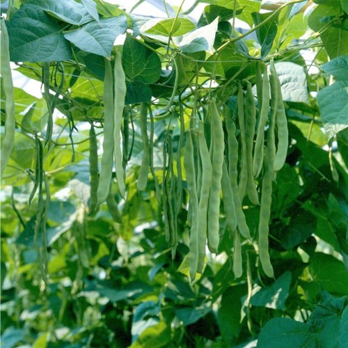 MUSICA, 500 g - seminte Fasole verde