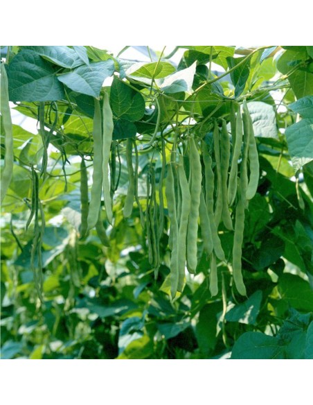 MUSICA, 500 g - seminte Fasole verde