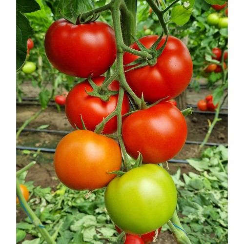 LACARTA 657 F1, 500 sem. -  seminte...