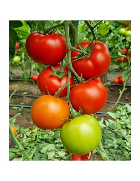 LACARTA 657 F1, 500 sem. -  seminte Tomate