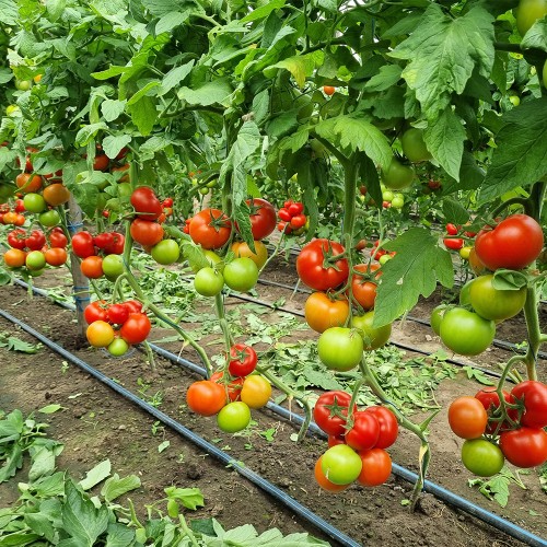 LACARTA 657 F1, 500 sem. -  seminte...