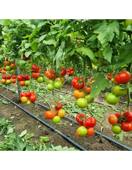 LACARTA 657 F1, 500 sem. -  seminte Tomate