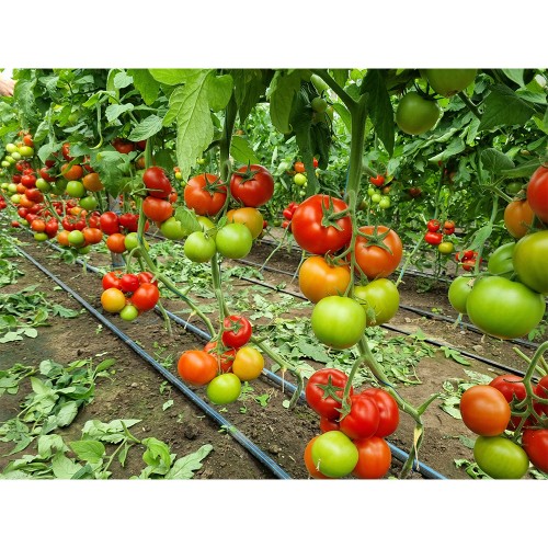 LACARTA 657 F1, 500 sem. -  seminte...