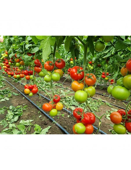 LACARTA 657 F1, 500 sem. -  seminte Tomate