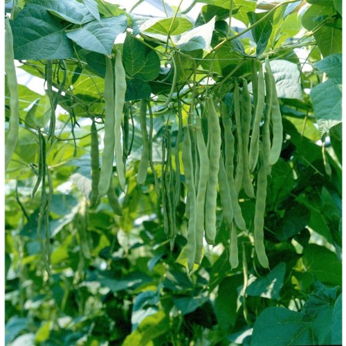 MUSICA, 500 g - seminte Fasole verde