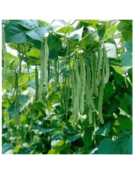 MUSICA, 500 g - seminte Fasole verde