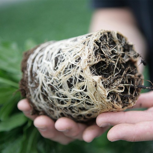 TURBA pentru semanat KEKKILA DSM 3 W...