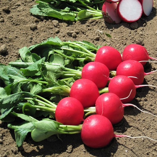 MELITO F1, 10000 sem. - seminte...