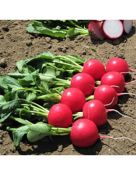 MELITO F1, 10000 sem. - seminte Ridichi luna