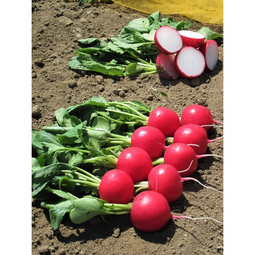 MELITO F1, 10000 sem. - seminte...