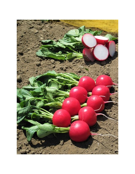 MELITO F1, 10000 sem. - seminte Ridichi luna