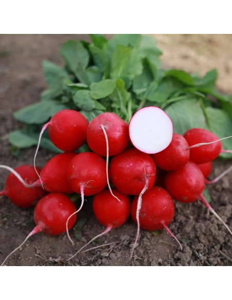 AUTELLA F1 - seminte Ridichi luna