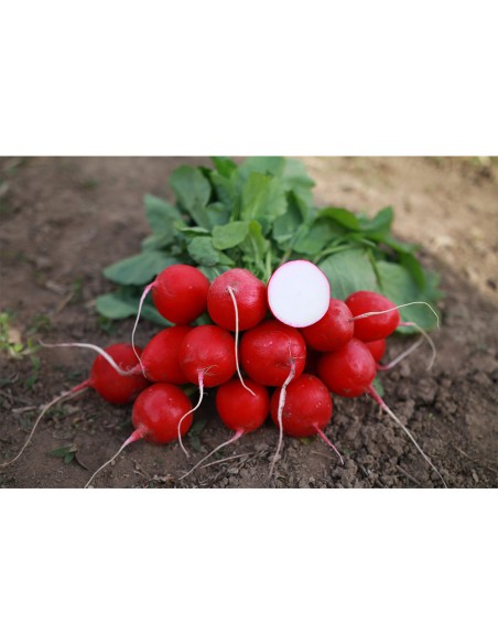 AUTELLA F1 - seminte Ridichi luna