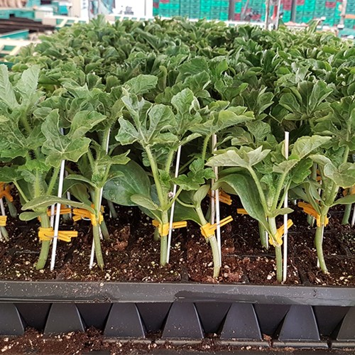 NIMBUS F1 - seminte Portaltoi pepeni...