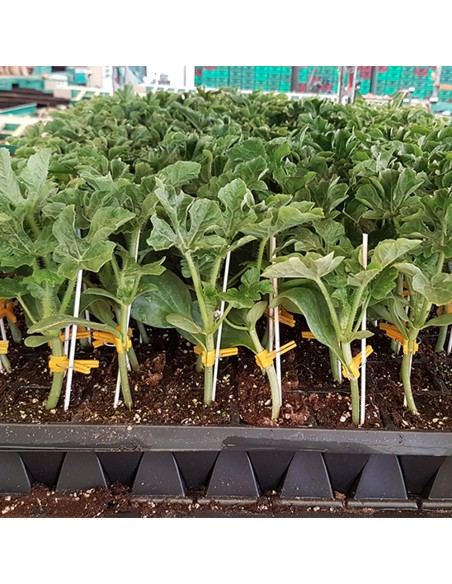 NIMBUS F1 - seminte Portaltoi pepeni verzi, galbeni si castraveti