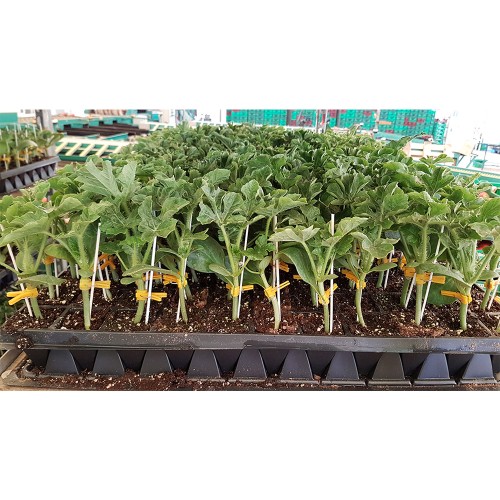 NIMBUS F1 - seminte Portaltoi pepeni...