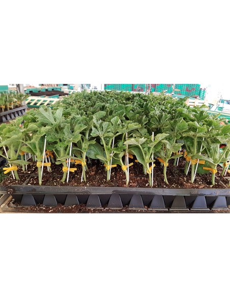 NIMBUS F1 - seminte Portaltoi pepeni verzi, galbeni si castraveti