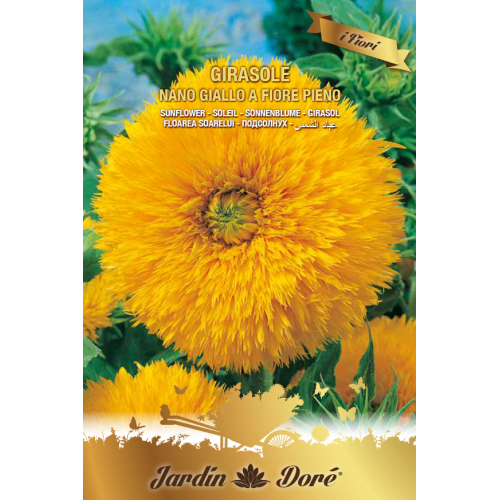 Floarea Soarelui pitica, flori...