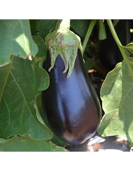 ARAGON F1 - seminte Vinete