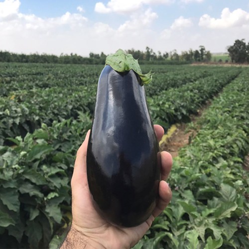 ARAGON F1 - seminte Vinete