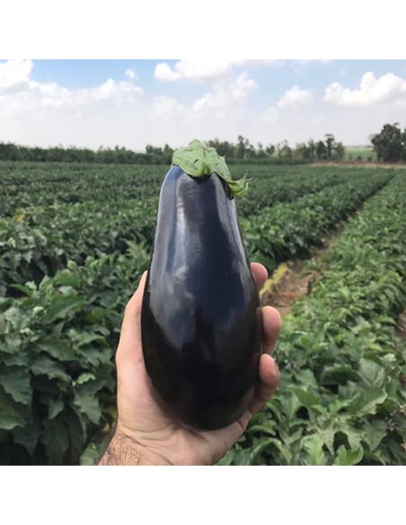 ARAGON F1 - seminte Vinete