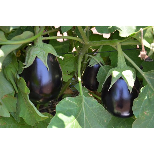 TUDELA F1, 1000 sem. - seminte Vinete