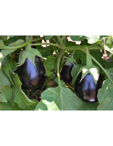 TUDELA F1, 1000 sem. - seminte Vinete