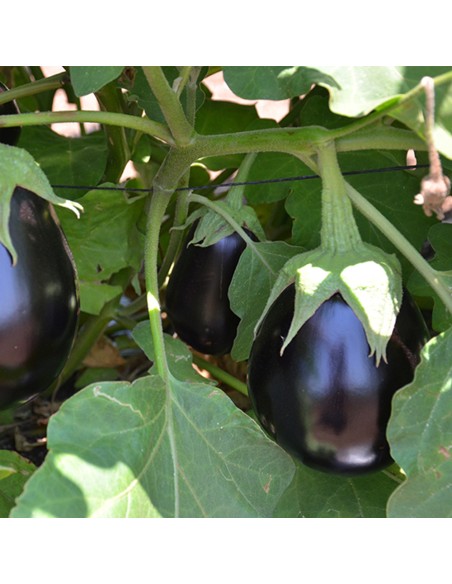 TUDELA F1, 1000 sem. - seminte Vinete