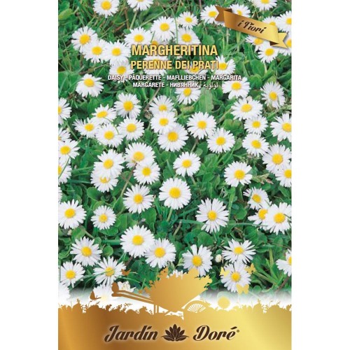Banuței de câmp Margheritina, 0,4...