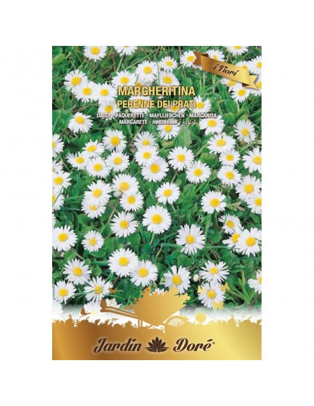 Banuței de câmp Margheritina, 0,4 grame - Seminte flori