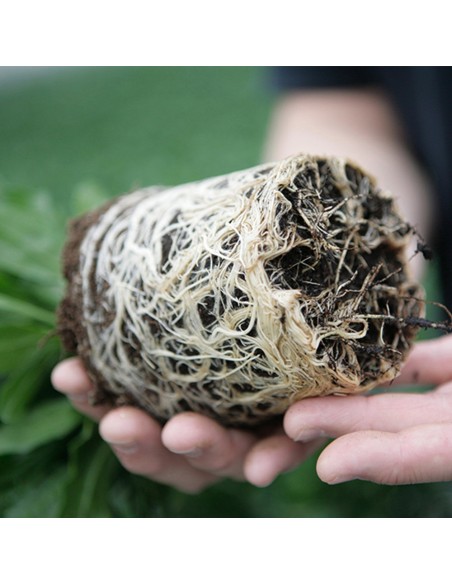 TURBA pentru semanat KEKKILA DSM 3 W - 100 litri