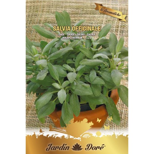 SALVIE - seminte plante aromatice