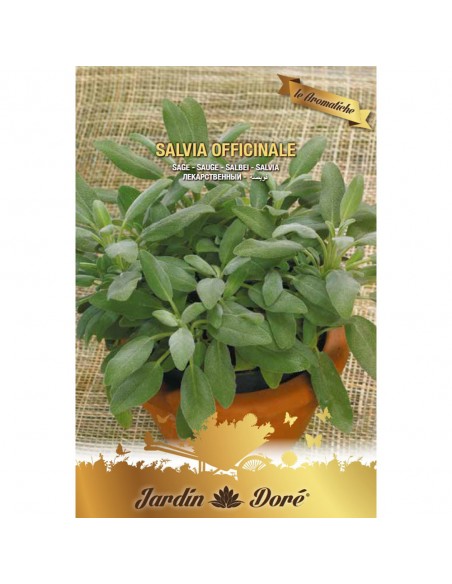 SALVIE - seminte plante aromatice