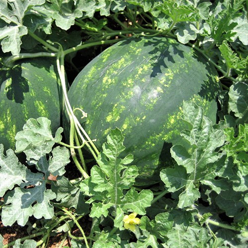 SPLENDID F1, 1000 sem. - seminte...