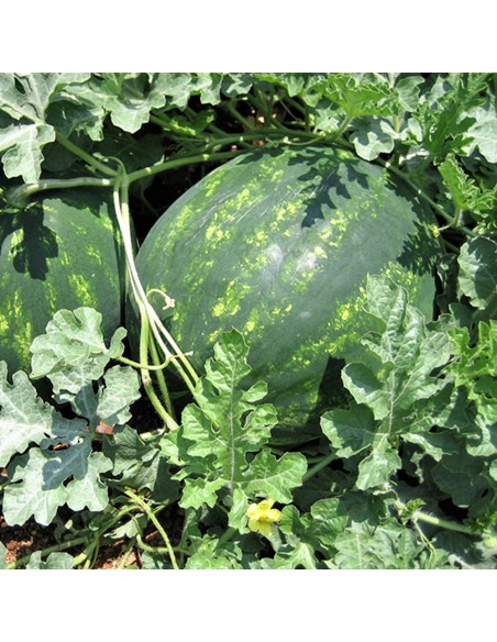 SPLENDID F1, 1000 sem. - seminte Pepene verde